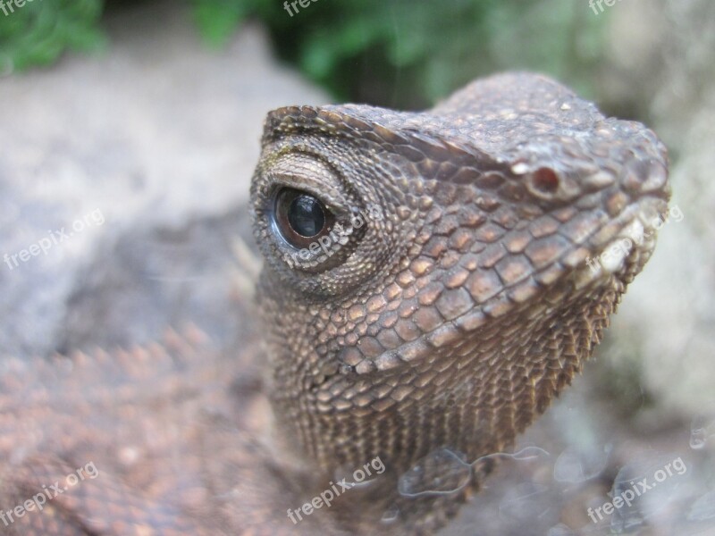 Lizard Eye Reptile Animal Head