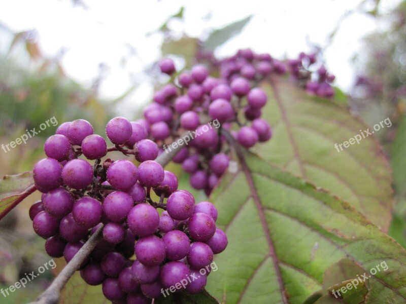 Beautiful Fruit Sprinkles Shrub Violet Fruits Nonpareils