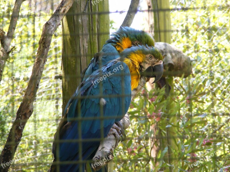 Parrots Encaged Zoo Birds Tropical