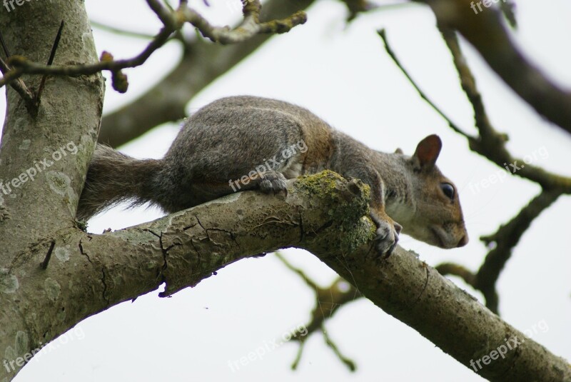 Squirrel Grey Rodent Wildlife Tree