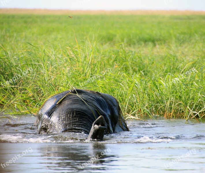 Elephant Africa Botswana South Africa Water