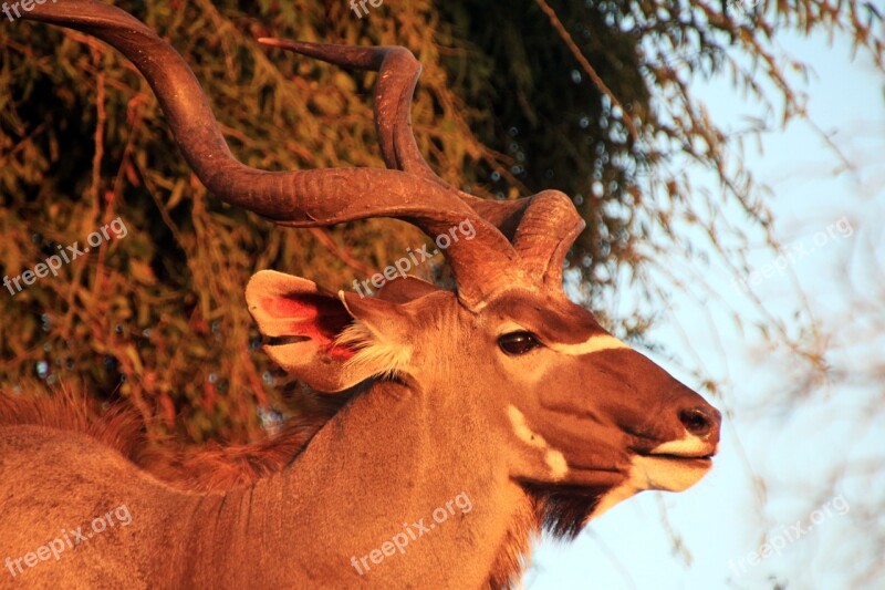 Large Kudu Antelope Africa South Africa Nature