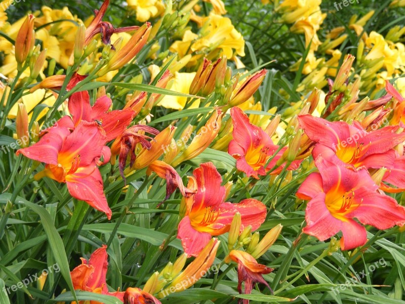 Daylily Summer Yellow Flowers Free Photos