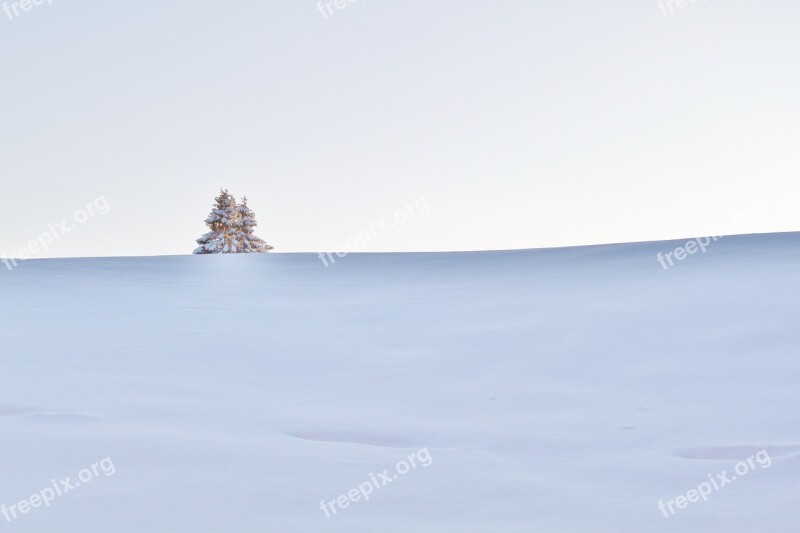 Winter Snow Wintry Winter Dream Tree