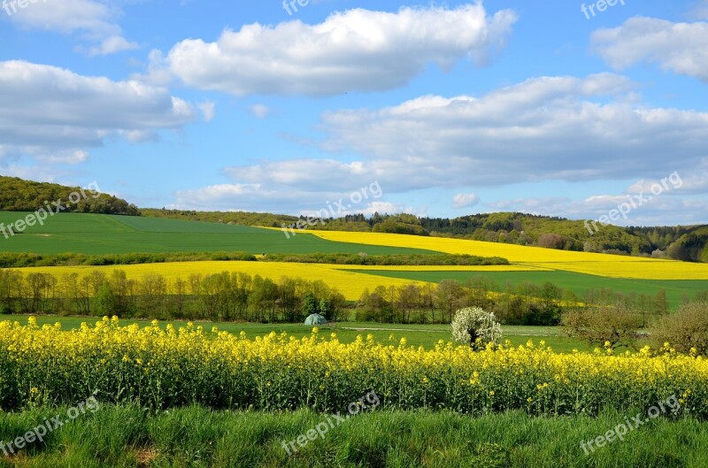 Field Of Rapeseeds Landscape Yellow Nature Sky