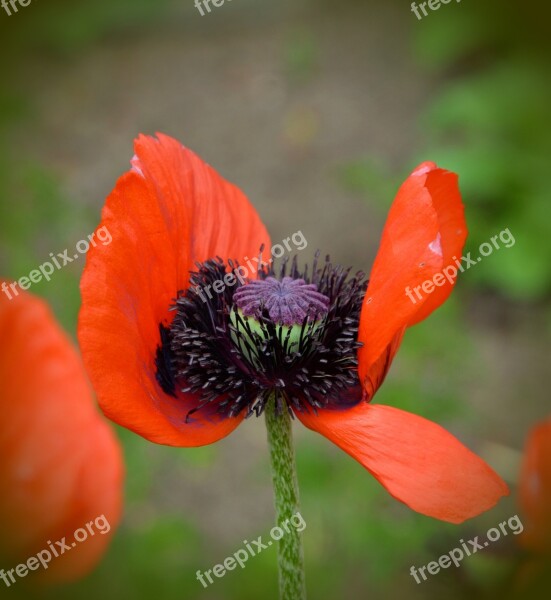 Poppy Klatschmohn Red Flower Summer