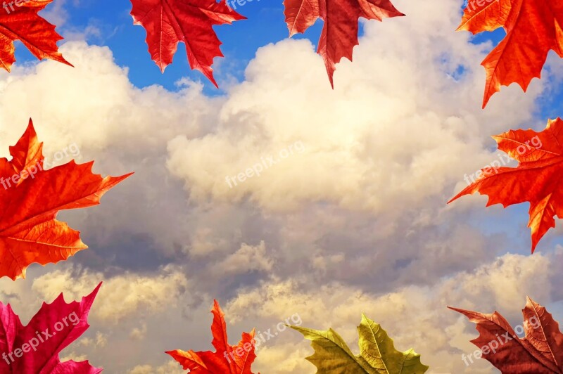 Frame Autumn Dried Leaves Sky Clouds