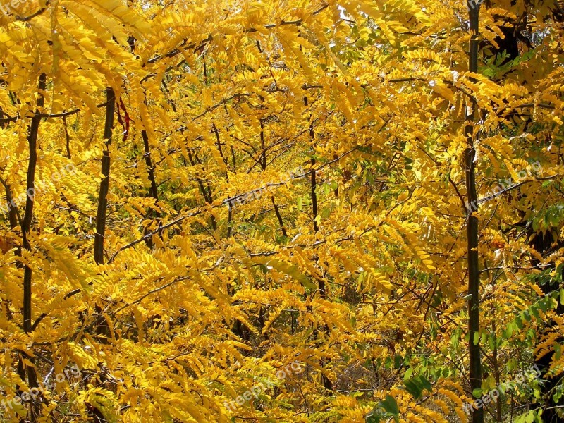 Forest Autumn Trees Yellow Leaf