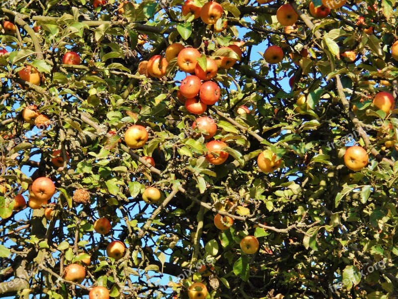 Apple Tree Apfelernte October Fruit Autumn