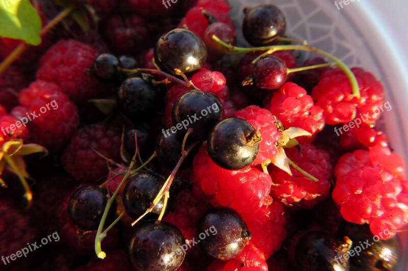 Fruits Of The Forest Fruit Plate Black Currants Berries Raspberries