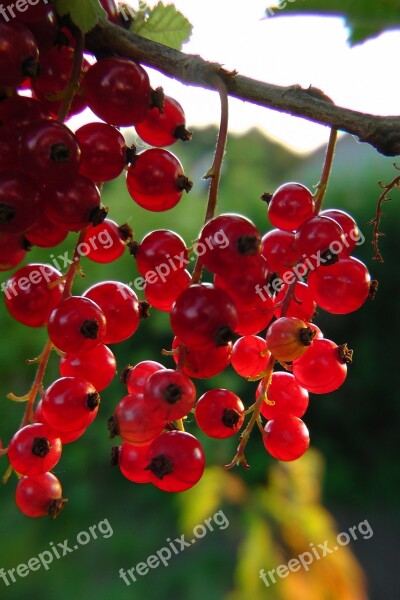 Currants Red Berries Plot Soft Fruit