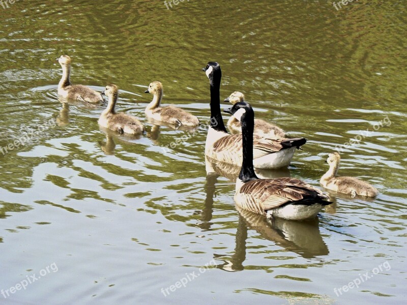 Geese Young Cute Spring Life