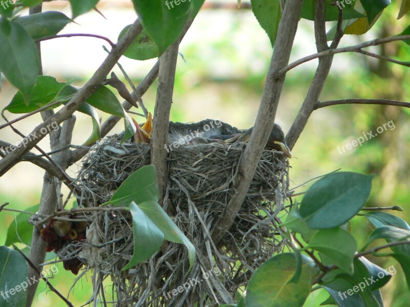 Robin's Nest Baby Robins Bird's Nest Nature Birds