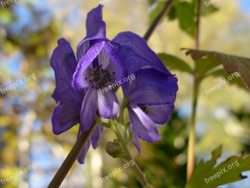 Monkshood Plant Poisonous Plant Flora Blue Violet