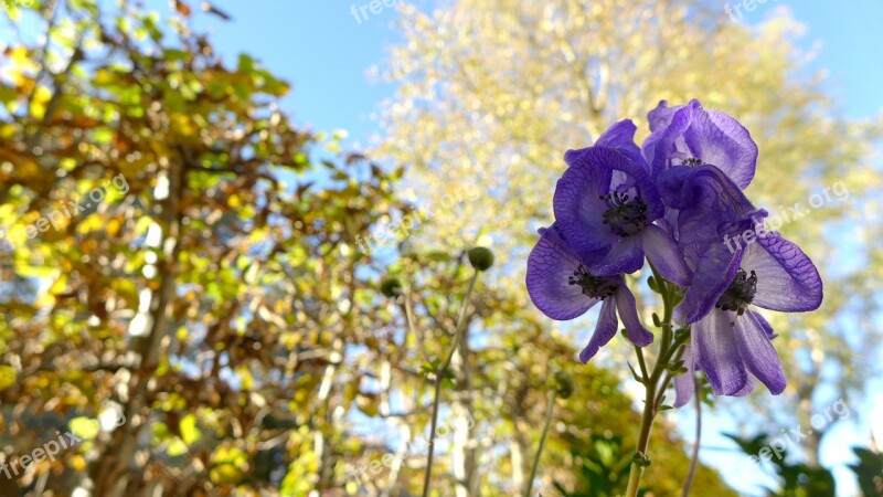 Monkshood Toxic Plant Poisonous Plant Flora