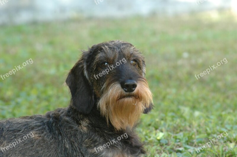 Dog Dachshund Beard Free Photos