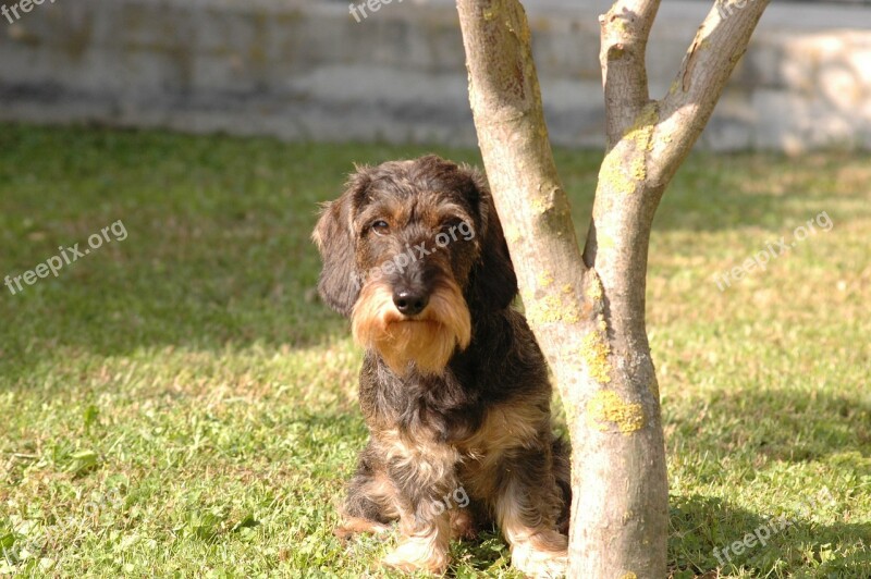 Dog Dachshund View Free Photos