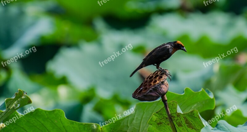 Bird Flower Lotus Free Photos