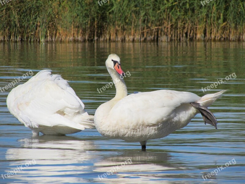 Swans Birds Water Water Bird Feather