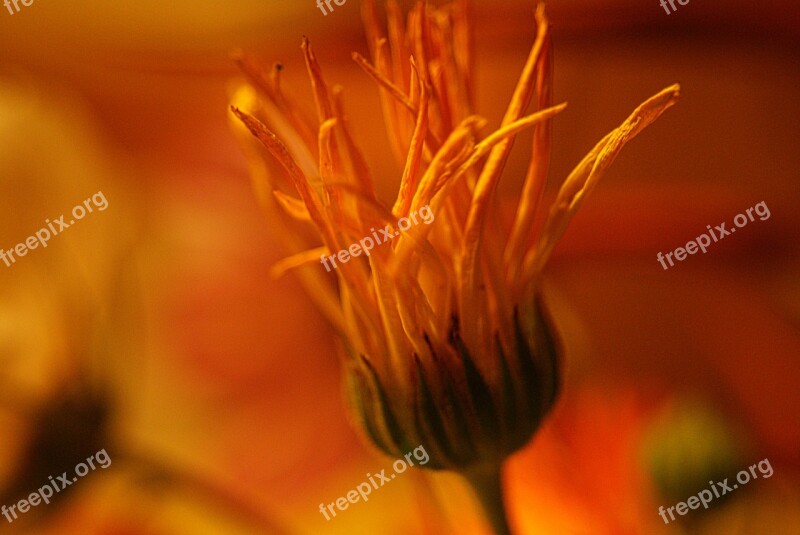 Flower Nature Blossomed Light Petals