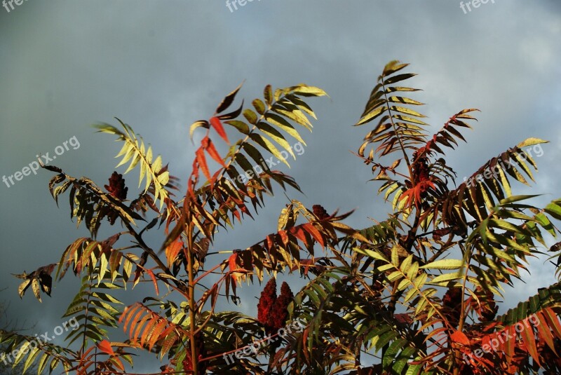 Sky Leaves Red Green Stormy