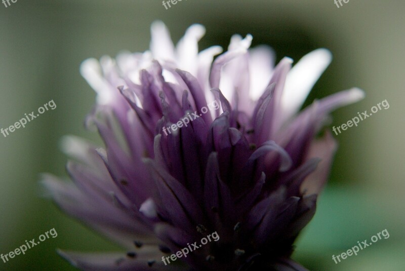 Flower Petals Nature Garden Summer