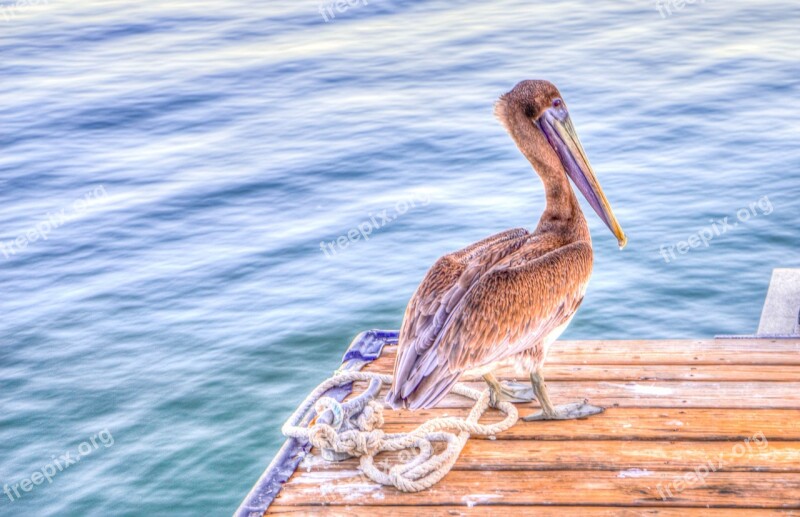 Pelican Bird Wildlife Nature Brown