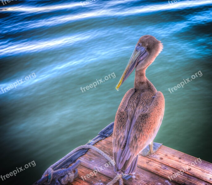 Pelican Bird Brown Wildlife Nature