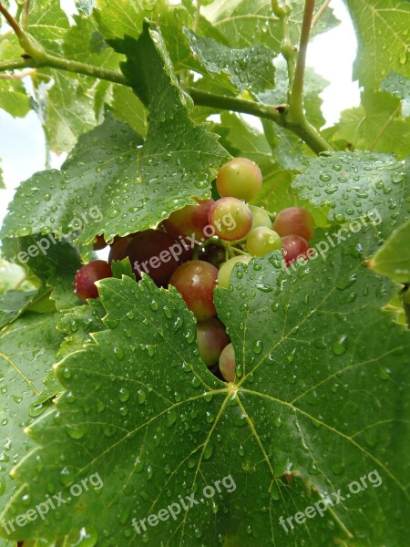 Grape Cluster Leaves Rain Water