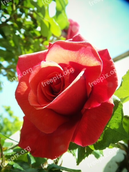 Rosa Red Flower Warmth Free Photos