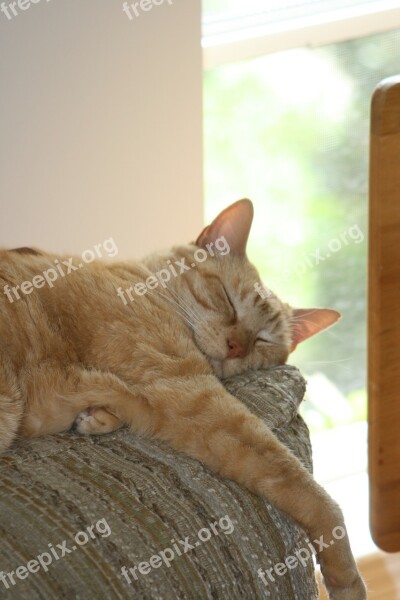 Cat Sleepy Adorable Ginger Pet