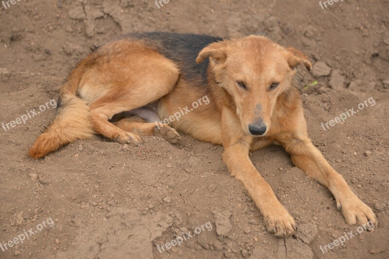 Dog Lazy Country Sleepy Pet