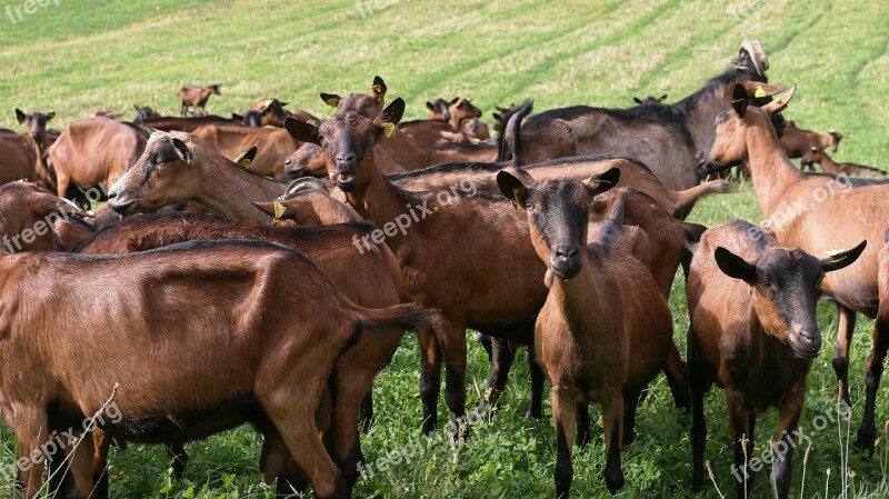 Goats Abbey Stone That Turns Animals Breeding Dairy