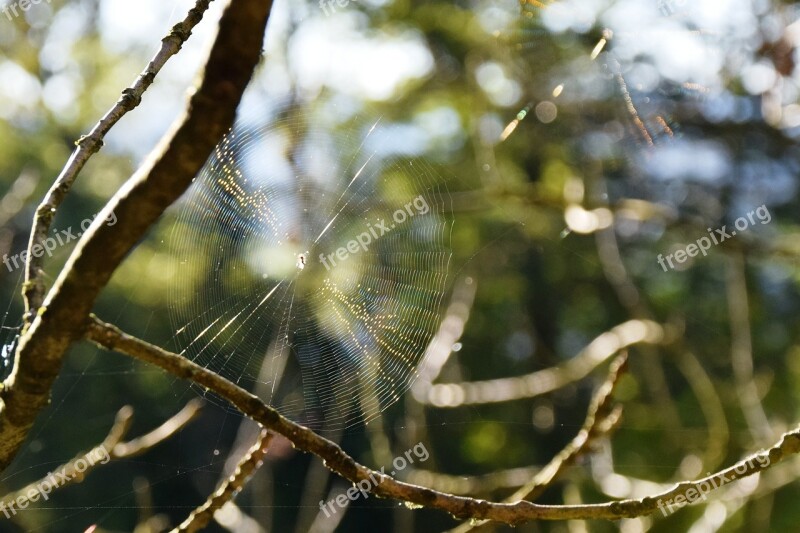 Cobweb Autumn Spider Backlighting Animals