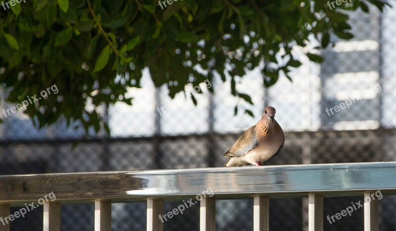 Dove Bird City Pigeon Animal World Wall Projection