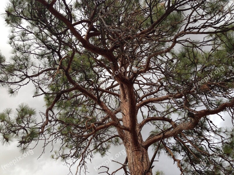 Tree Ponderosa Pine Pine Ponderosa Nature