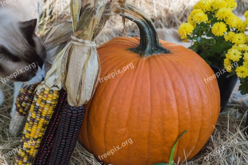 Pumpkin Autumn Fall Orange Season