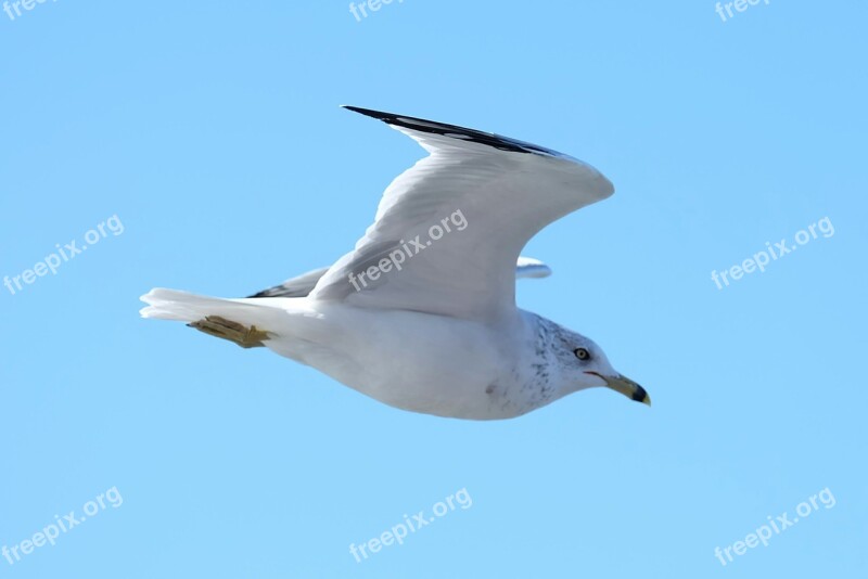 Seagull Bird Nature Sky Animal