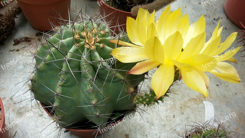 Cactus Echinocereus Flower Nature Plant