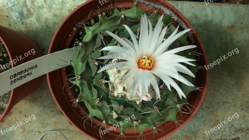 Cactus Flower Thorns Flora Nature