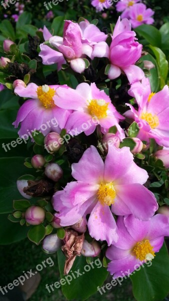 Pereskia Cactus Flower Thorns Flora