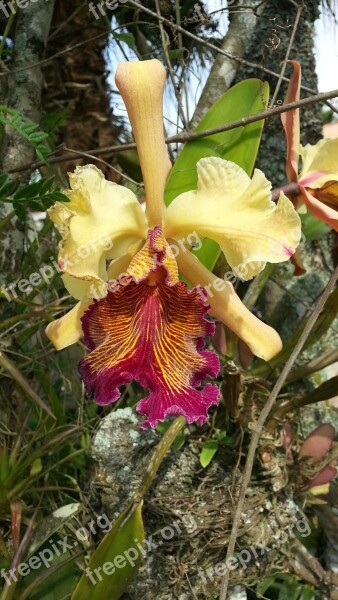 Orchid Catleya Dowiana Catleya Guaria Guaria Turrialba