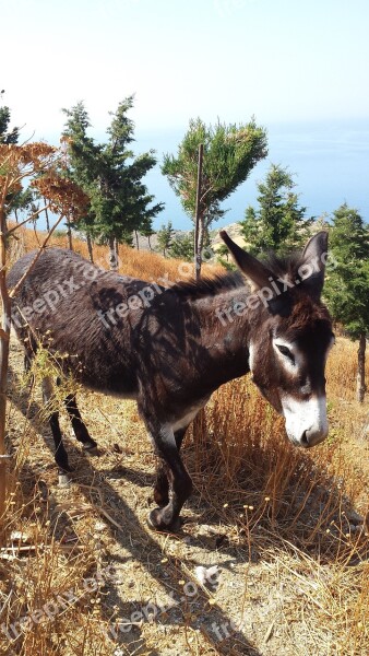 Donkey Greece Last Animal Free Photos