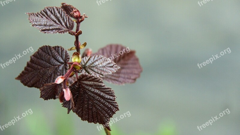 Leaf Branch Hazelnut Branches Leaves