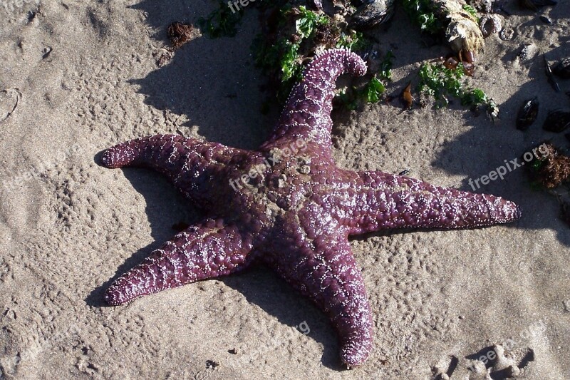 Starfish Ocean Sea Beach Summer