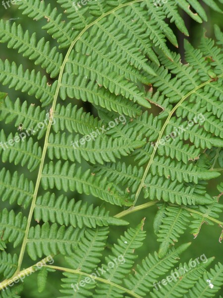 Fern Green Forest Foliage Free Photos