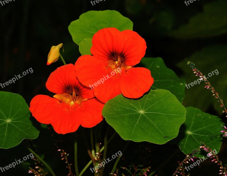 Nasturtium Blossom Bloom Ranke Small Flowers