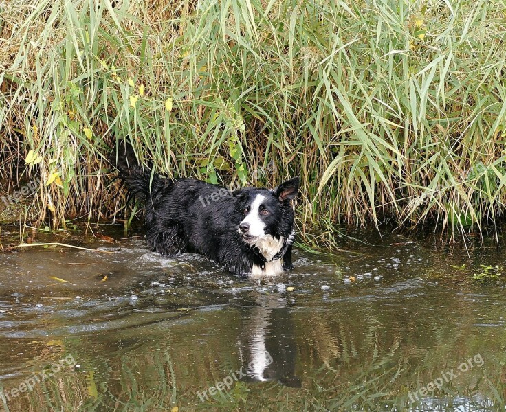 Dog Water Wet Fun Animal