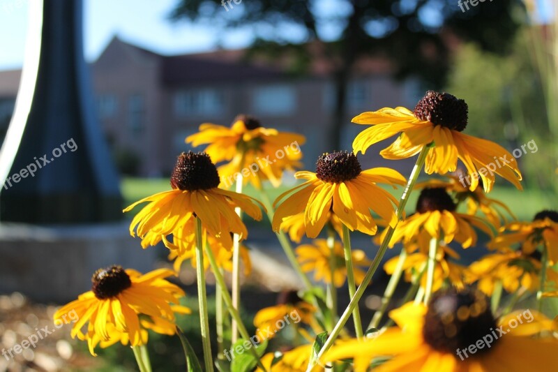 Black-eyed Susan Flower Petals Bloom Fall