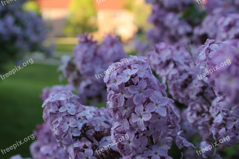 Lilacs Spring Purple Lilac Flower